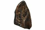 Fossil Ceratopsian Dinosaur Tooth - Judith River Formation #299695-1